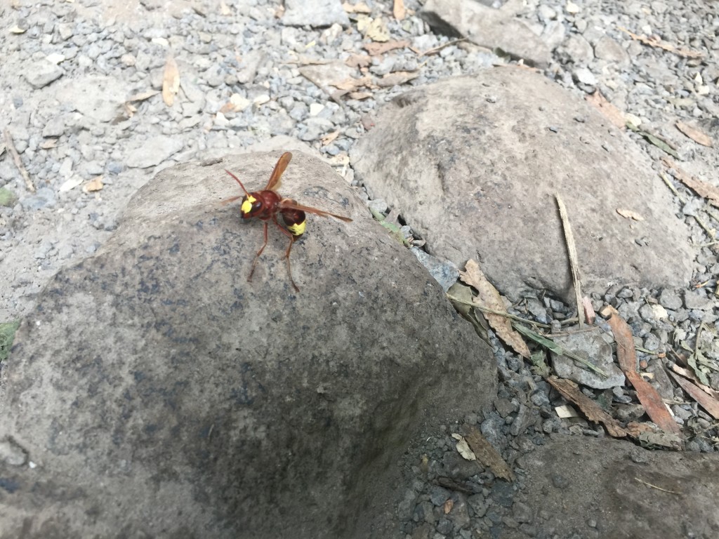 Israel 11 interesting bug