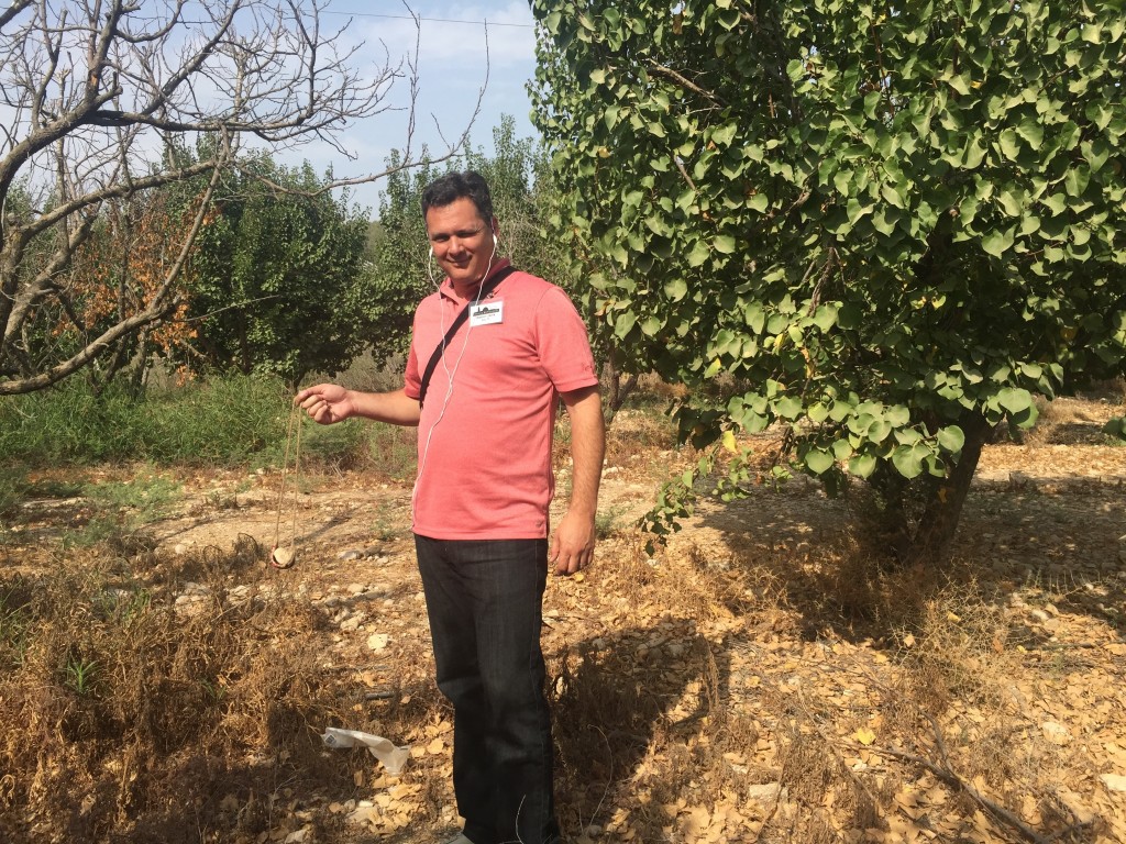 Israel 3 Apricot orchard in valley where David fought Goliath